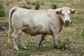 White bull standing in french field looking in camera Royalty Free Stock Photo