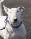 White bull terrier head shot