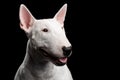 White Bull Terrier on isolated black background Royalty Free Stock Photo