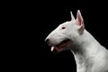 White Bull Terrier on isolated black background