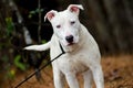 White Bull Terrier Mixed Breed Puppy Dog