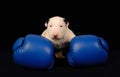 White Bull Terrier puppy in boxing gloves over black Royalty Free Stock Photo