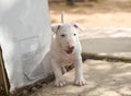 White bull terrier puppy exploring outside Royalty Free Stock Photo