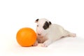 White Bull Terrier puppy playing with orange over white.