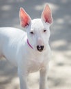 White bull terrier puppy posing for a picture