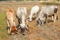 White Bull Royalty Free Stock Photo