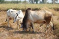 White Bull Tricky release natural food. Royalty Free Stock Photo