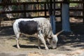 White bull of the Watussi with a black spot on his side grazing in the shade of a tree Royalty Free Stock Photo