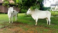 White cow in Thailand