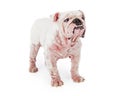 White Bulldog With Late Stage Mange Royalty Free Stock Photo