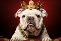 White bulldog pup wears regal gold crown, adorned in red velvet