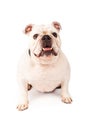 White Bulldog Sitting Royalty Free Stock Photo