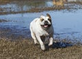 White bulldog smiling and running