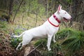 White Bullterrier on nature