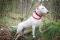 White Bullterrier on nature Royalty Free Stock Photo