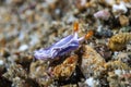 White-bump Sapsucking Slug Thuridilla albopustulosa