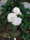 White bunch of roses