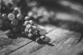 White bunch of vine grapes on barrel in the vineyard at harvesting time Royalty Free Stock Photo