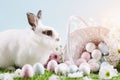 White bunny and Easter eggs and decorations