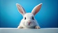 White Bunny Front View, Digital Painting, Blue Background, Easter Concept Royalty Free Stock Photo