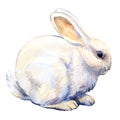 White bunny rabbit isolated, watercolor illustration