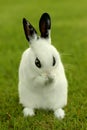 White Bunny Rabbit Outdoors in Grass Royalty Free Stock Photo