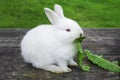 White bunny rabbit outdoors. Little, cute, sit and eat leav in garden