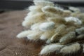 white bunny(rabbit) tail grass, lagurus dry flower bouquet on wooden background.