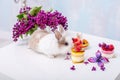 White bunny with a red spot and cupcake. Bouquet of lilac in the background Royalty Free Stock Photo