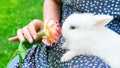 White bunny and a rose. A decorative dwarf rabbit sniffing a beautiful rose. Romantic photo of a cute little bunny with a flower Royalty Free Stock Photo