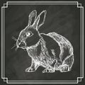 White bunny sketch dark background