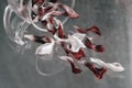 White and burgundy fallen flower petals. Concept of romantic and nostalgy, love and separation