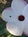 White & burgundy hibiscus flower with ladybug