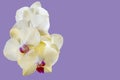 White with burgundy orchid flower closeup isolated on lilac mauve lavender color 2022 background as postcard