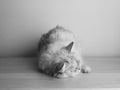 White Burmilla cat Royalty Free Stock Photo