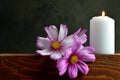 White burning candle and flowers Royalty Free Stock Photo