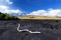 White burnt tree branch on rough surface of frozen lava after Mauna Loa volcano eruption on Big Island, Hawaii Royalty Free Stock Photo