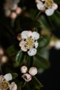 White bush flower blossom close up background cotoneaster dammeri family rosaceae botanical high quality big size print