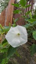 White bush flower Brugmansia with buds, Angel`s trumpets, close Royalty Free Stock Photo