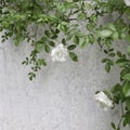 White bush rose in outdoor garden. Flower card.