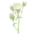 White bush roses. Inflorescence with closed buds. Watercolor illustration. Isolated on a white background. For design of