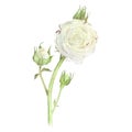 White bush roses. Inflorescence with closed buds. Watercolor illustration. Isolated on a white background. For design of