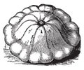 White Bush Squash vintage illustration