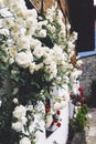 White bushy braided roses in garden on background of stone old house closeup on a sunny summer day, buds of delicate flowers Royalty Free Stock Photo