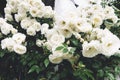 White bushy braided roses in garden on background of stone old house closeup on a sunny summer day, buds of delicate flowers Royalty Free Stock Photo