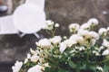 White bushy braided roses in garden on background of stone old house closeup on a sunny summer day, buds of delicate flowers Royalty Free Stock Photo