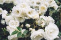 White bushy braided roses in garden on background of stone old house closeup on a sunny summer day, buds of delicate flowers for p Royalty Free Stock Photo