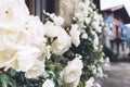 White bushy braided roses in garden on background of stone old house closeup on a sunny summer day, buds of delicate flowers Royalty Free Stock Photo