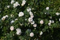 White bushy braided roses in garden Royalty Free Stock Photo