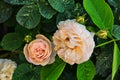 White bushy braided roses in garden Royalty Free Stock Photo